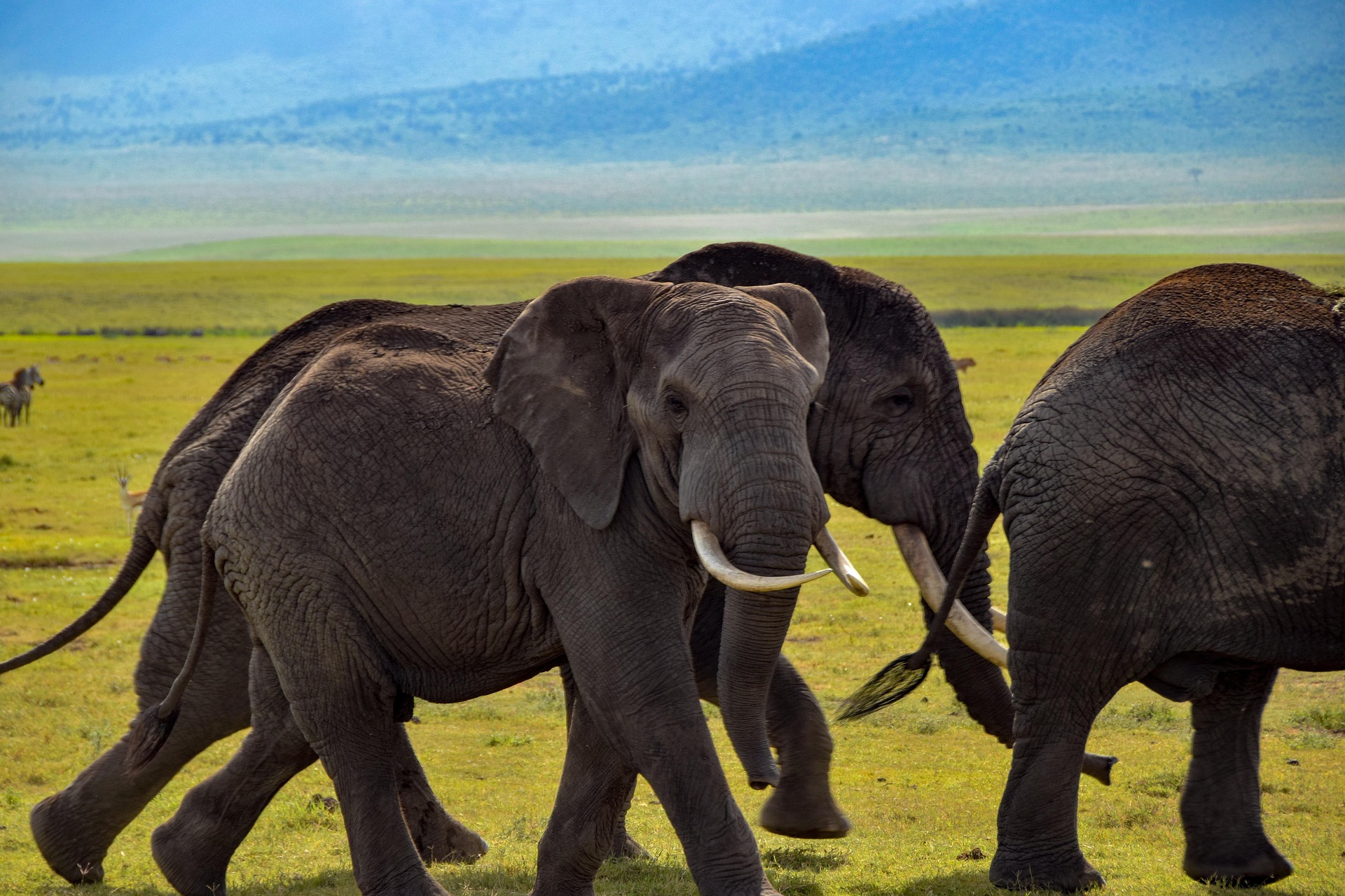 Elephants in Tanzania wilderness