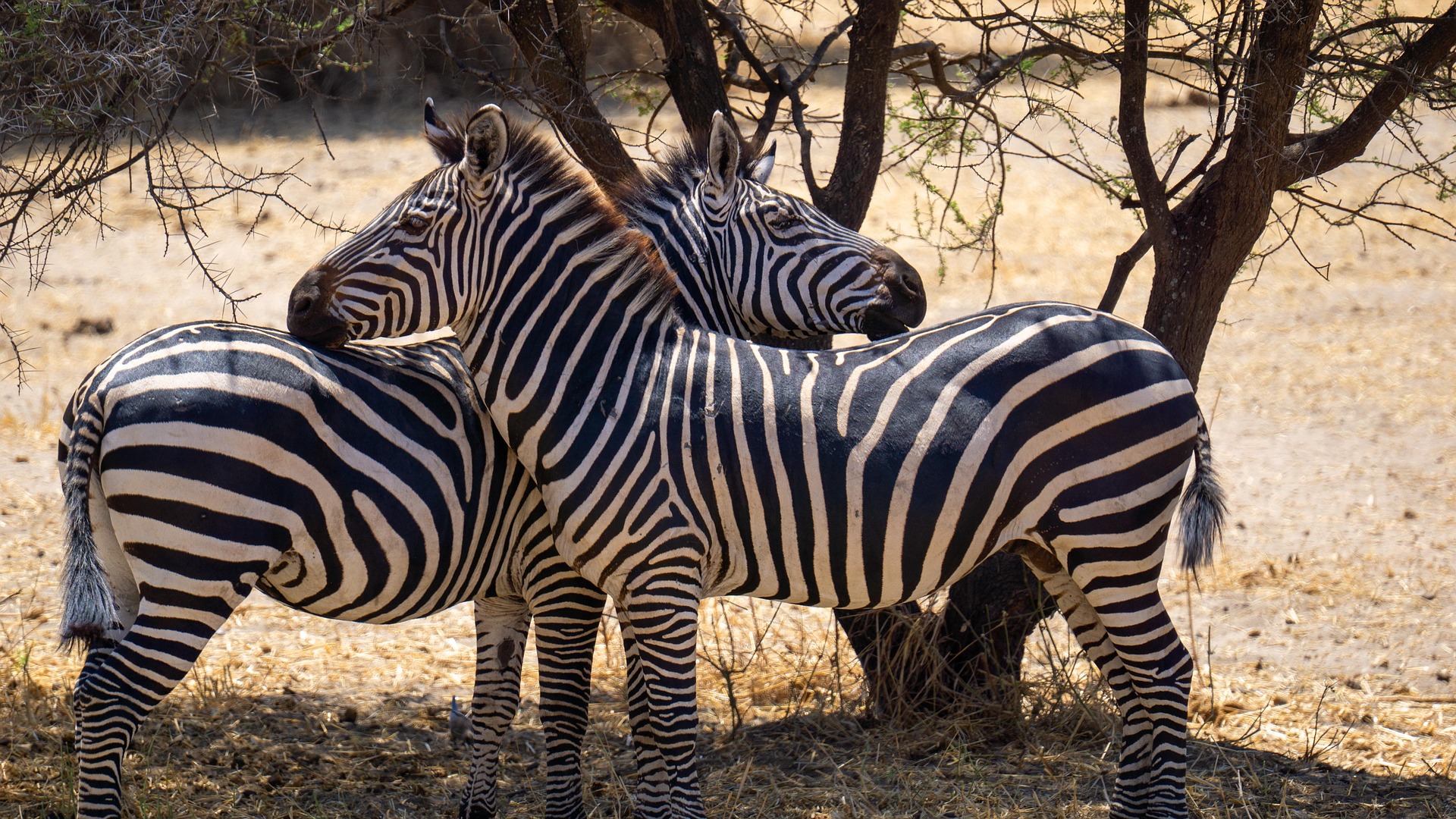 Wildebeest and zebras crossing Tanzania plains